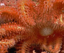 在水文峡谷，一颗明亮的海星躺在一颗小泡泡糖珊瑚上。