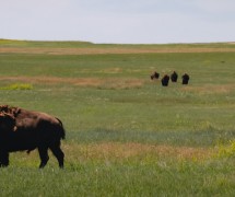 南达科塔州绿地上的水牛