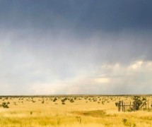 黄色的田野和灰色的风暴云
