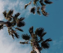 棕榈树在蓝天上